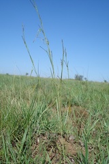 Brachystelma burchellii