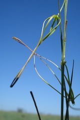 Brachystelma burchellii