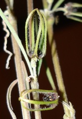 Brachystelma gracile