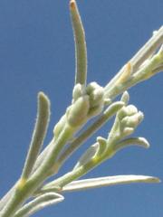 Calobota linearifolia