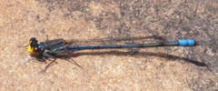 Pseudagrion citricola