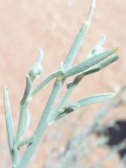 Calobota linearifolia