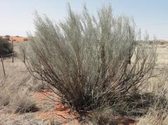 Calobota linearifolia