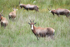 Damaliscus pygargus phillipsi