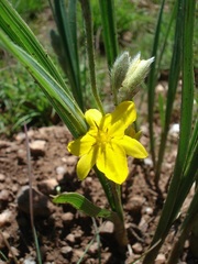 Hypoxis acuminata