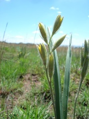 Hypoxis acuminata