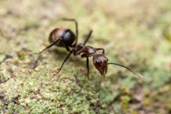 Dolichoderus quadridenticulatus