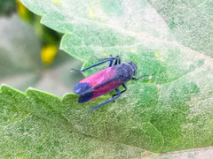 Cardioscarta flavifrons