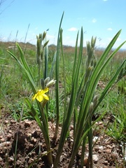 Hypoxis acuminata
