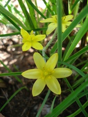 Hypoxis argentea