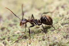 Dolichoderus quadridenticulatus