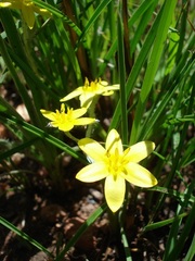 Hypoxis argentea