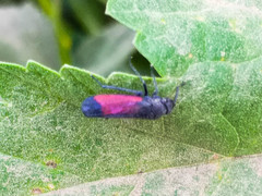 Cardioscarta flavifrons