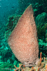 Ircinia campana