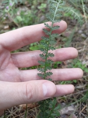 Achillea nobilis