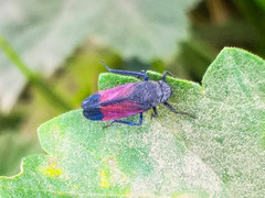 Cardioscarta flavifrons