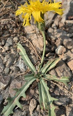 Agoseris monticola