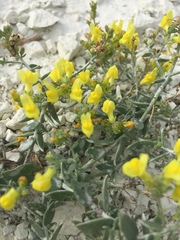 Linaria cretacea