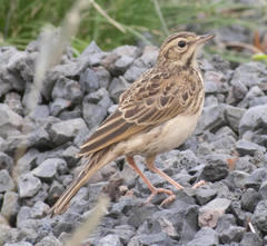 Anthus nicholsoni