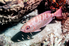 Heteropriacanthus cruentatus