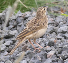 Anthus nicholsoni