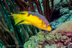 Spanish Hogfish photo 3