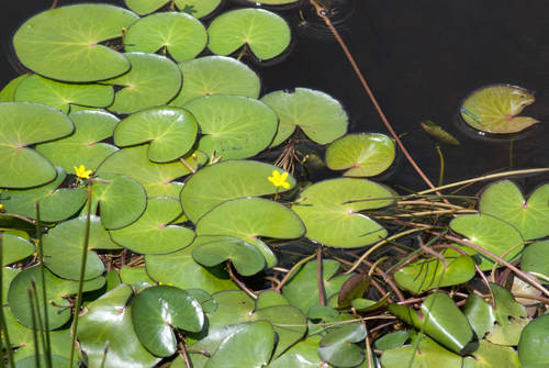 Yellow Pondlily