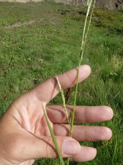 Glyceria notata
