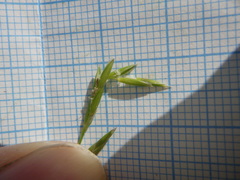 Glyceria notata