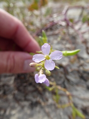 Cakile maritima baltica