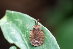 Phyllotingis