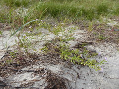 Cakile maritima baltica