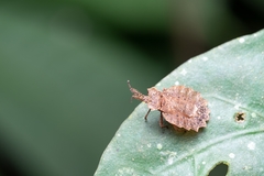 Phyllotingis