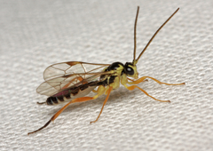 Syrphoctonus tarsatorius