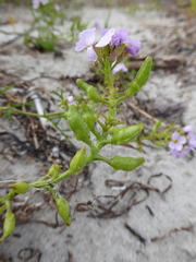 Cakile maritima baltica