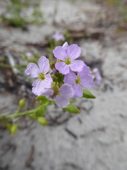 Cakile maritima baltica