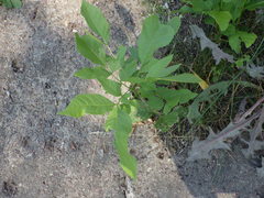 Fraxinus pennsylvanica
