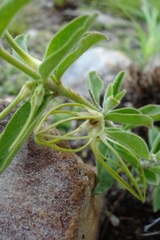 Ceropegia circinata image