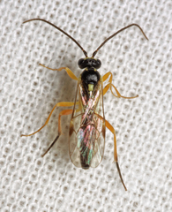 Syrphoctonus tarsatorius