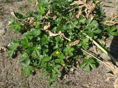 Potentilla argentea