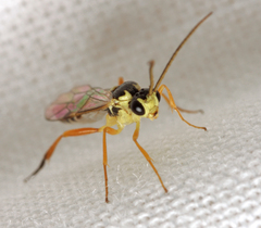 Syrphoctonus tarsatorius