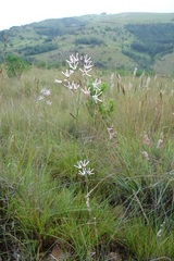 Brachystelma rubellum