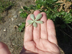Potentilla argentea