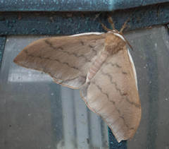 Pseudobunaea natalensis