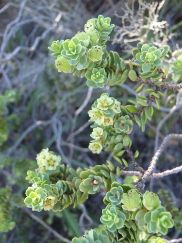 Peraceae
