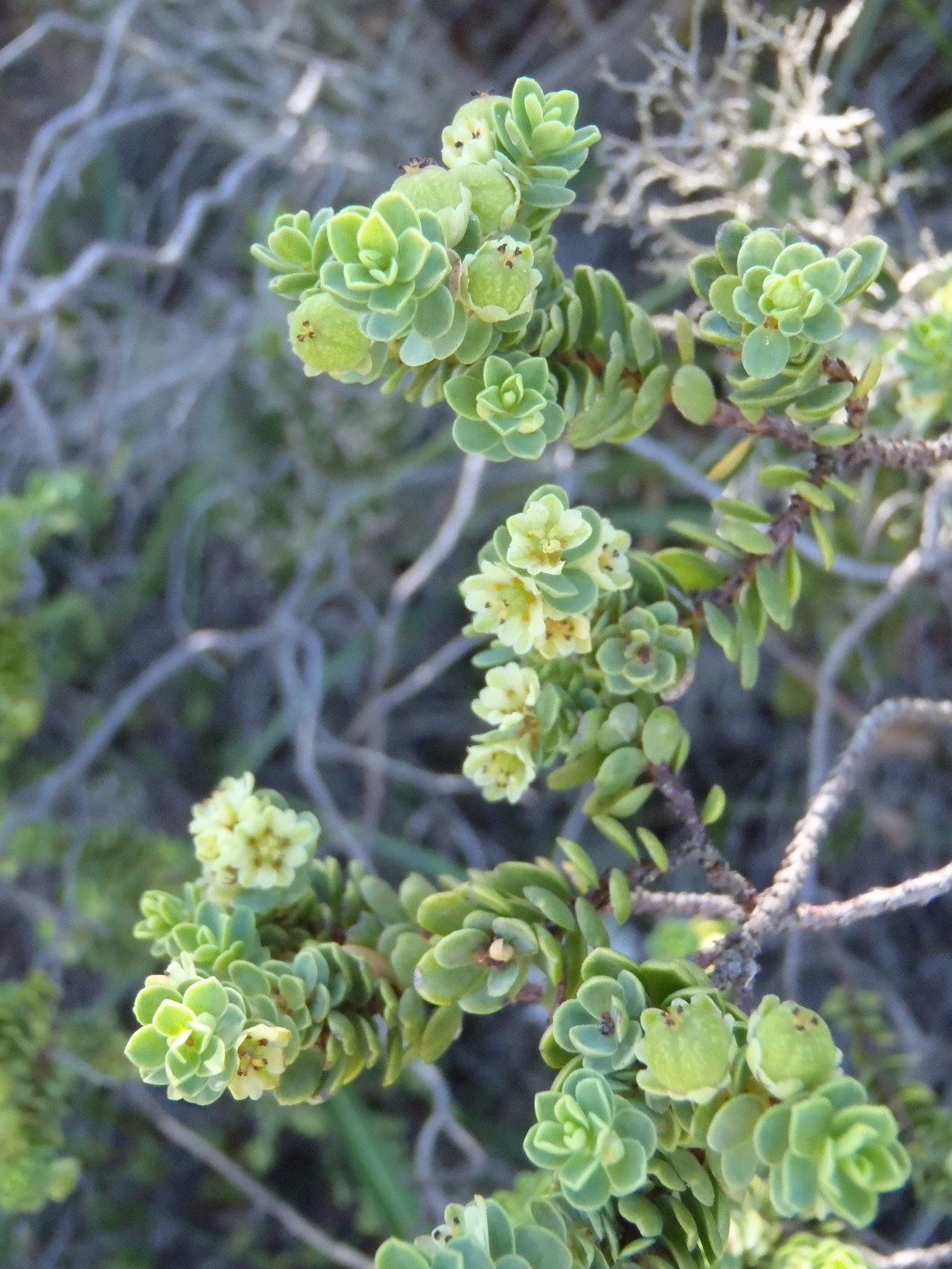 Peraceae