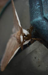 Pseudobunaea natalensis