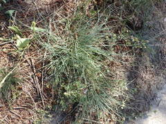 Festuca trachyphylla