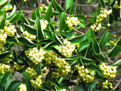 Ehretia latifolia