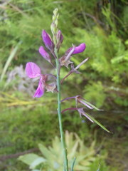 Indigofera filifolia
